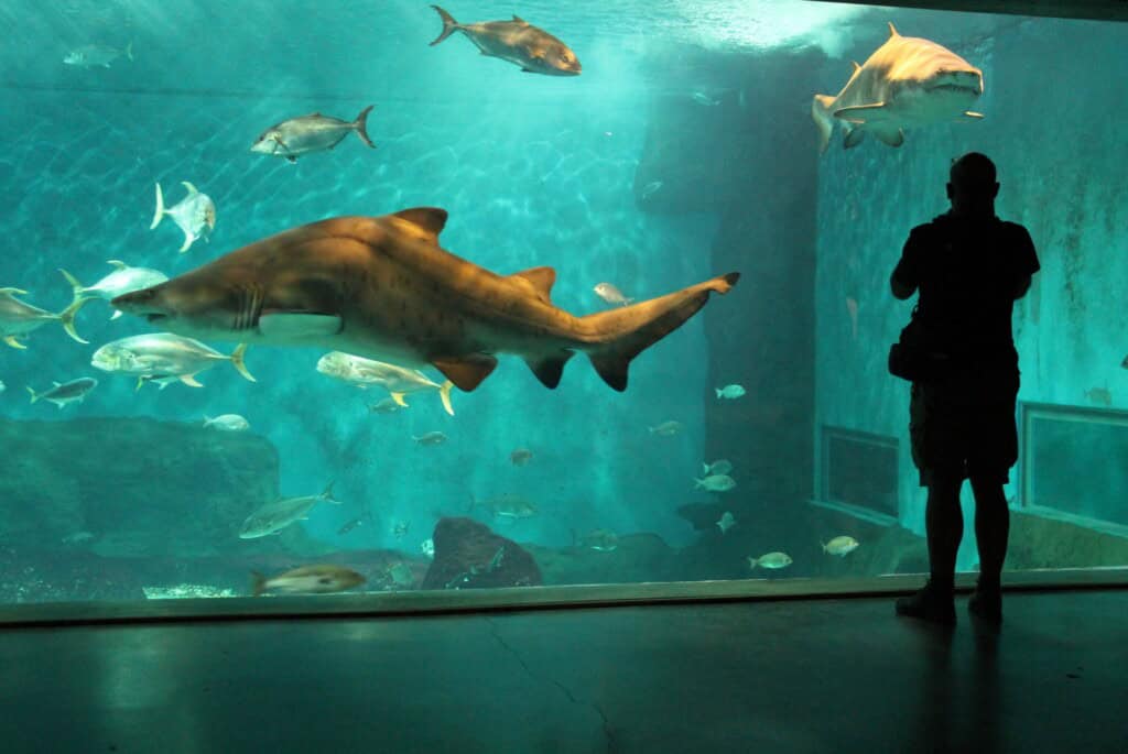 Billet d'entrée à l'aquarium