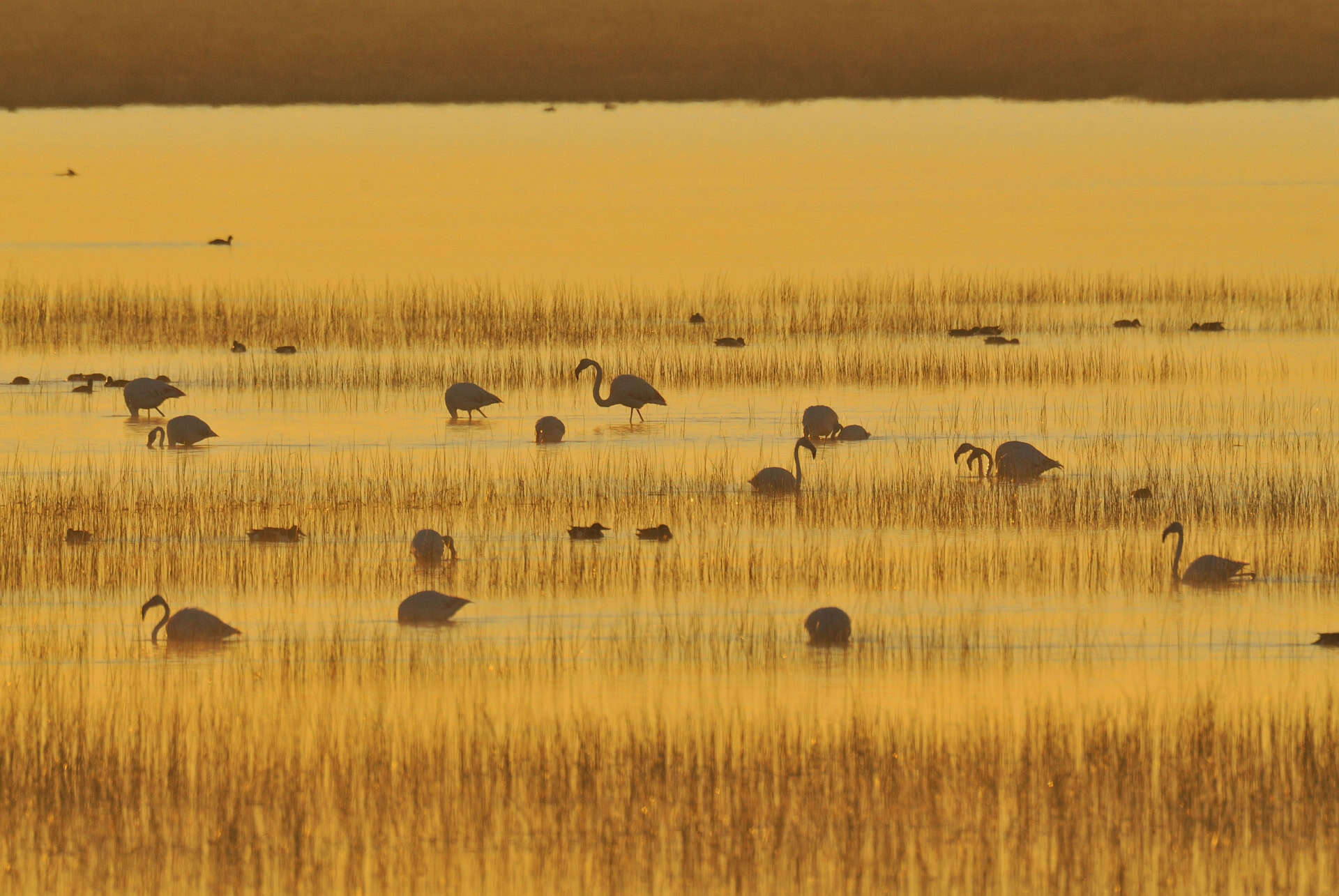 Le parc naturel de Doñana