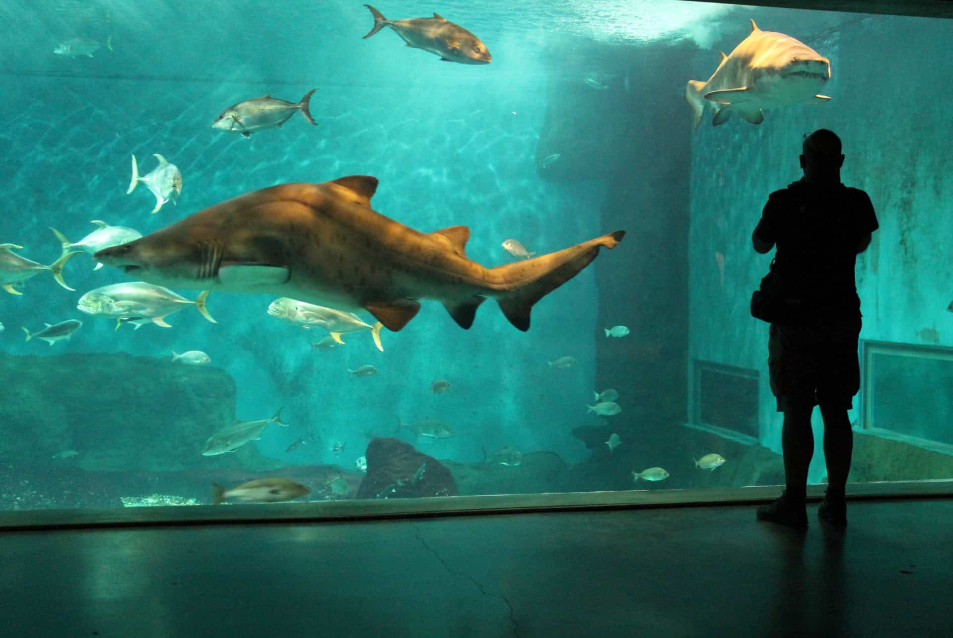 aquarium de seville requin