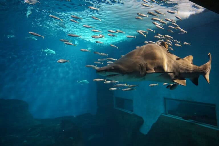 Visite en minibus, aquarium et croisière fluviale