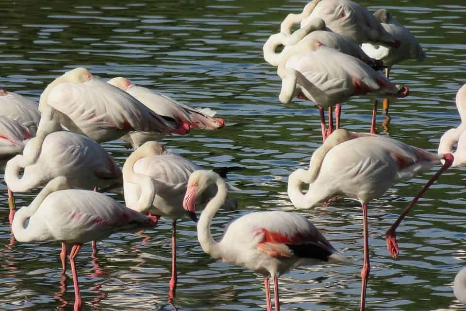 oiseaux au parc de donana