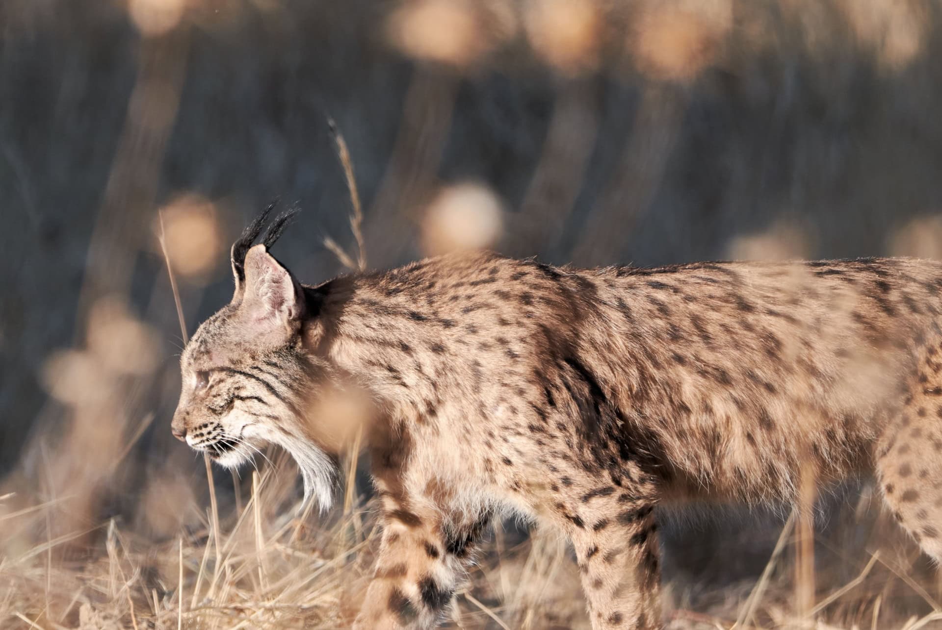 Lynx ibérique