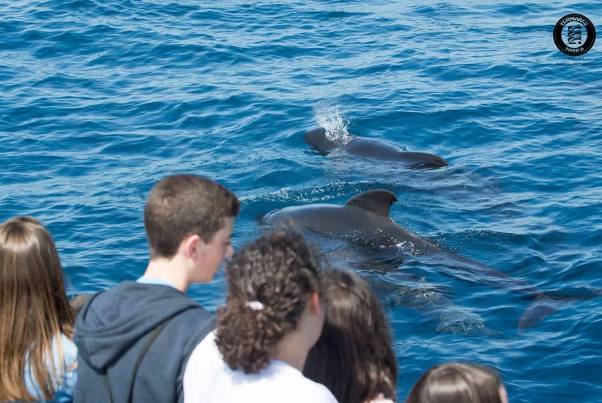 croisiere observation dauphins et baleines tarifa