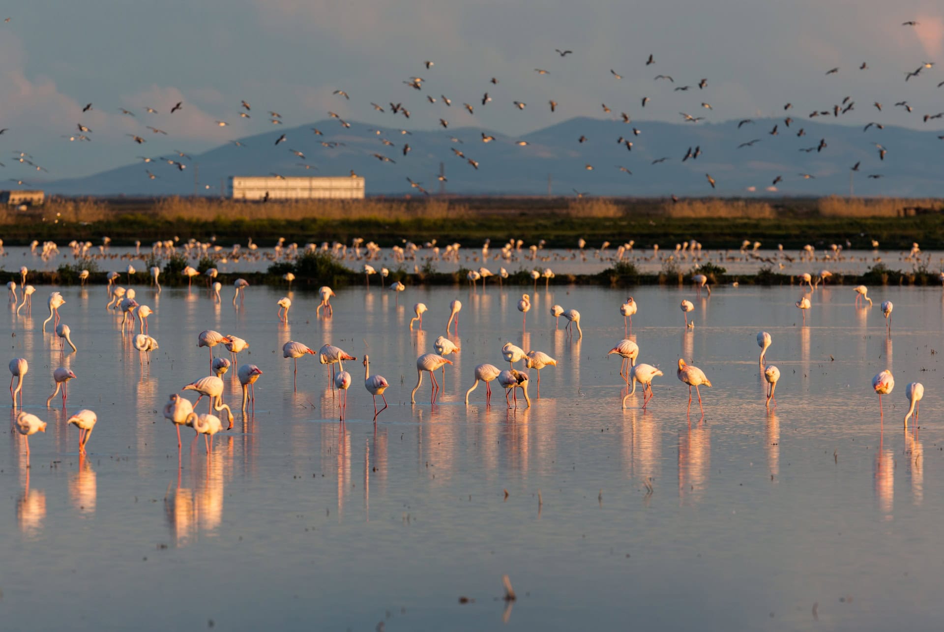 flamants roses