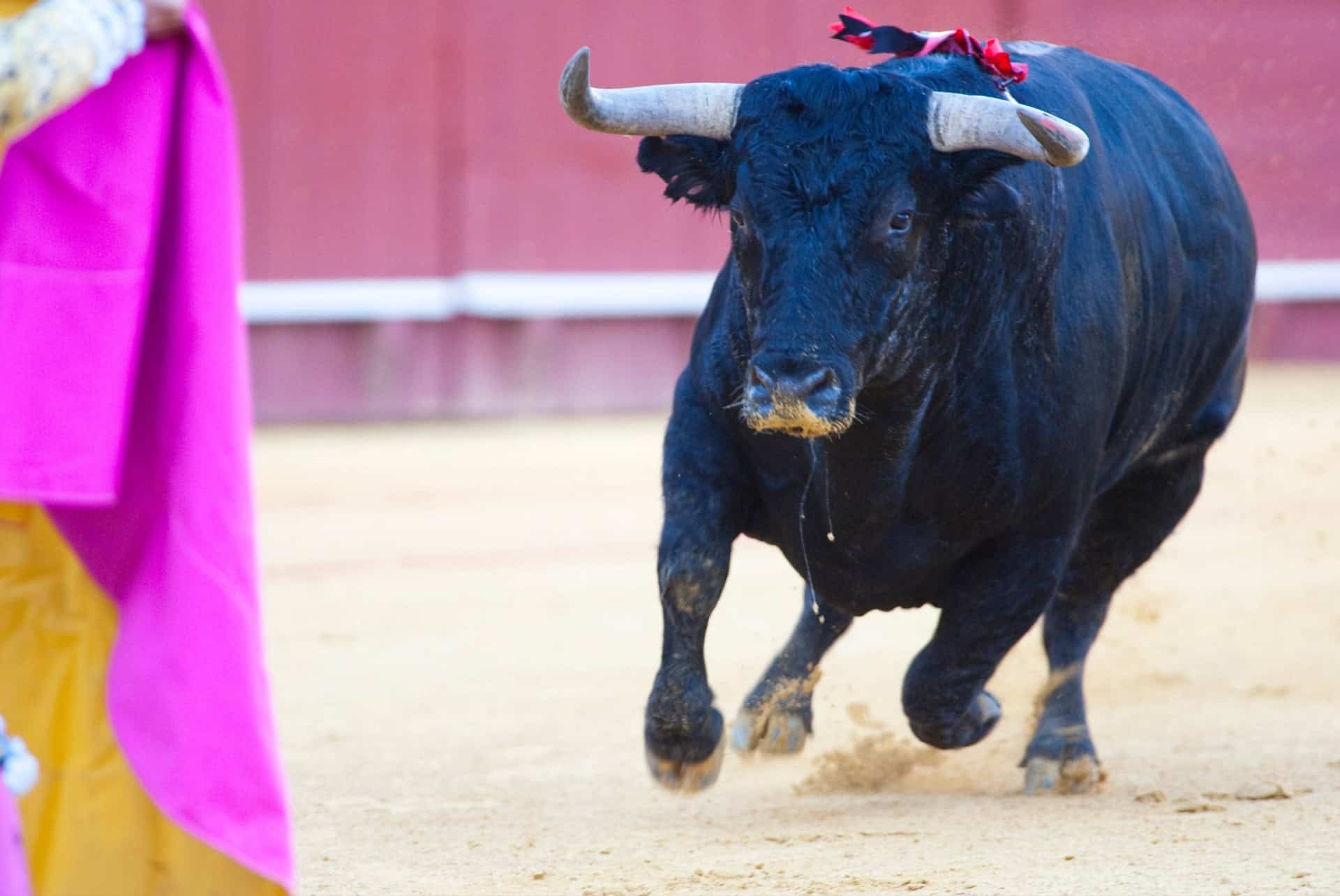 corrida seville