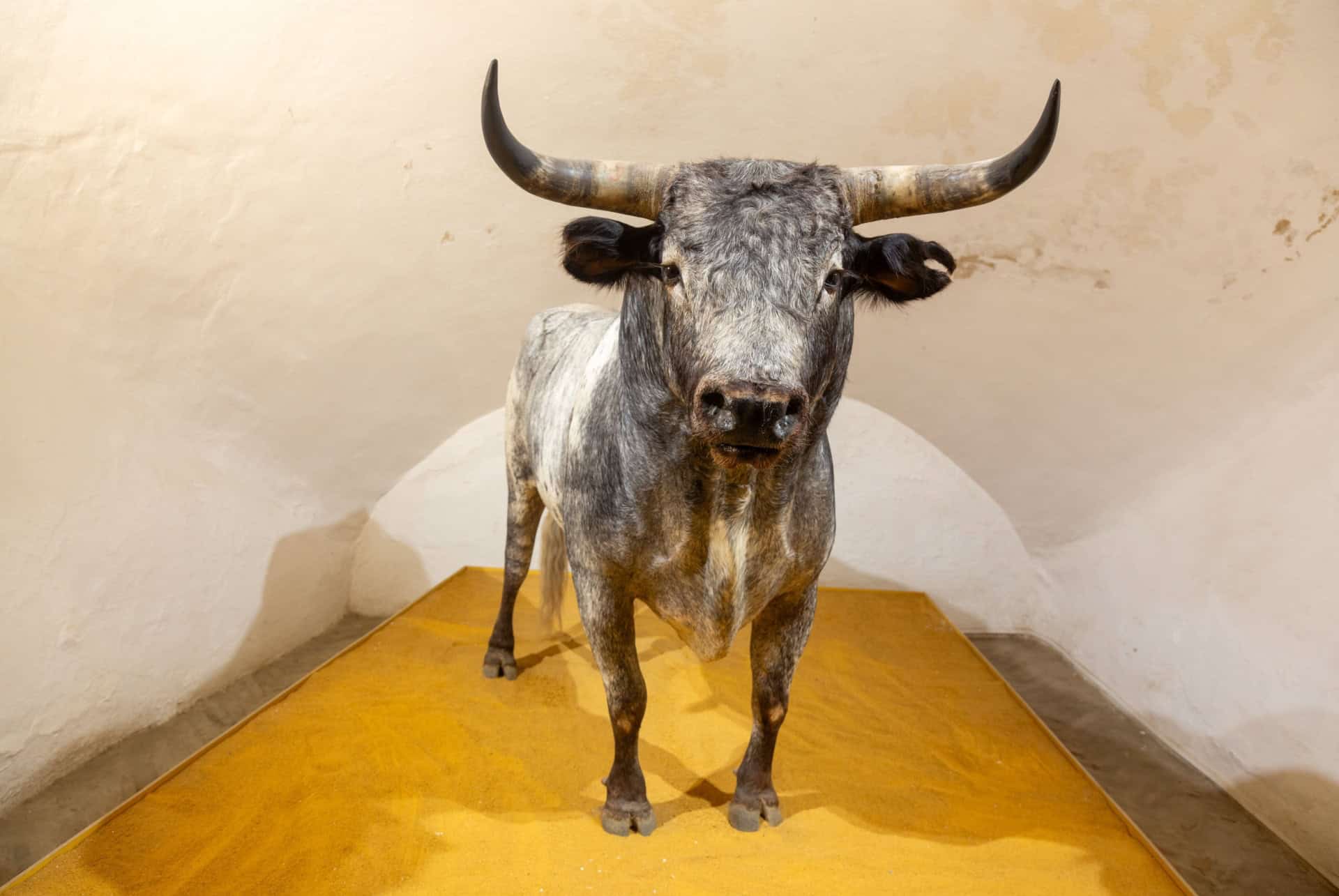 musee des arenes de seville