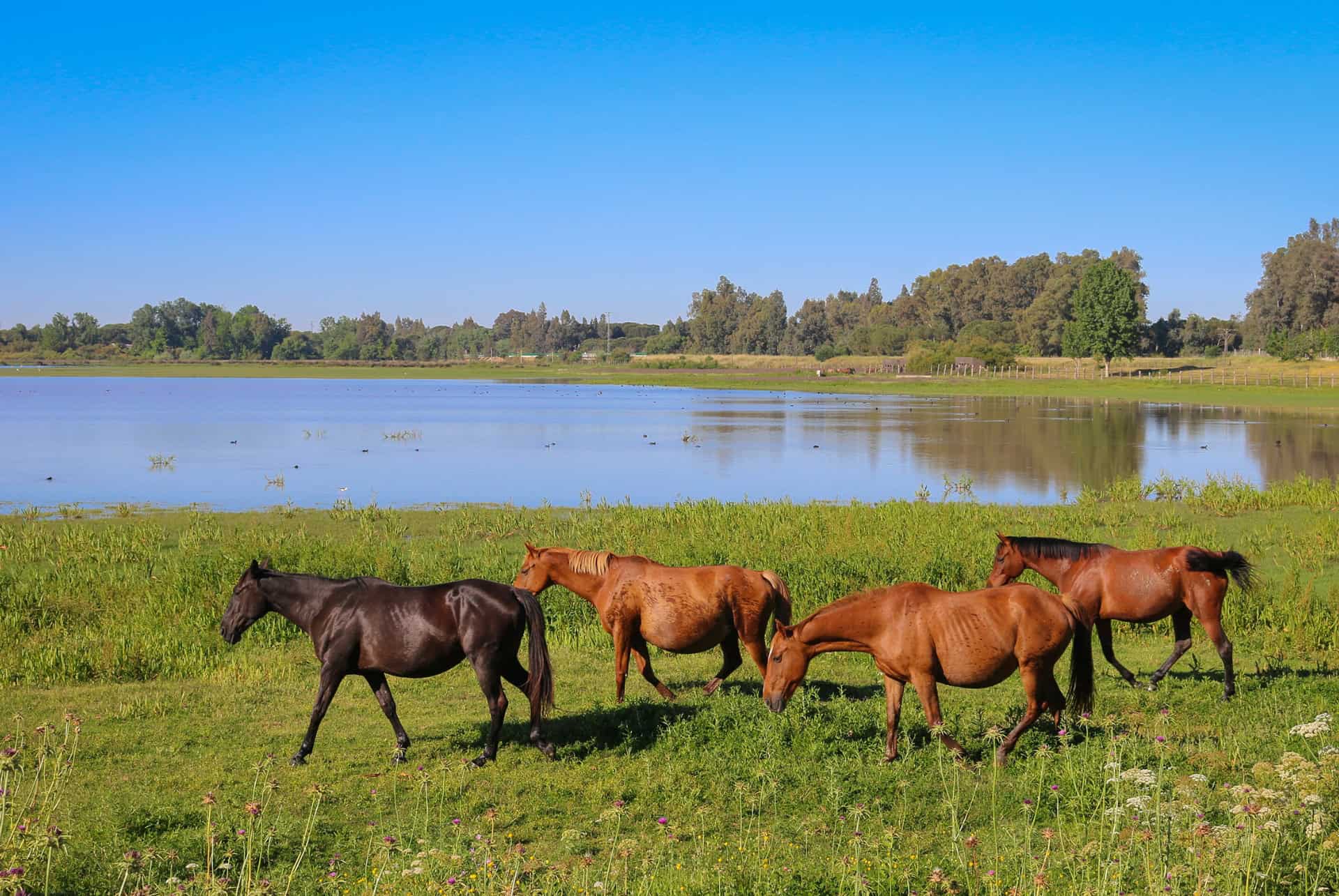 animaux parc naturel de donana animaux parc naturel de donana